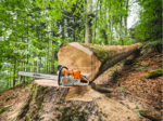 Tronçonneuse thermique STIHL MS 881 – Image 3